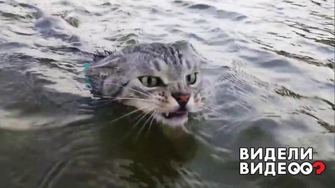 Водяной кот. Видели видео? Фрагмент выпуска от 13.10.2019