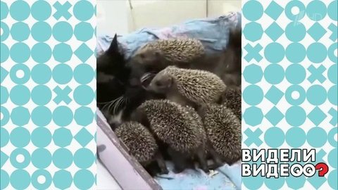 Кошка стала мамой ежатам. Видели видео? Фрагмент выпуска от 13.10.2019
