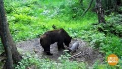 Танцующие медвежата и ароматный бухлер. Доброе утро. Фрагмент выпуска от 14.10.2019