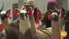 В мире. Ценная шерсть викуний. Доброе утро. Фрагмент выпуска от 15.10.2019