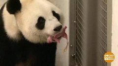 В мире. Рождение пандят-близнецов. Доброе утро. Фрагмент выпуска от 15.10.2019