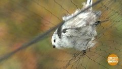 Птичий край. Доброе утро. Фрагмент выпуска от 15.10.2019