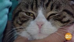 Котики — наше теплое все! Доброе утро. Фрагмент выпуска от 16.10.2019