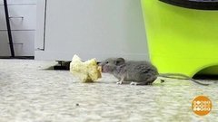 Грызуны не пройдут! Доброе утро. Фрагмент выпуска от 18.10.2019