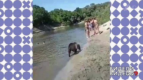 Медвежий заплыв на урюпинском пляже. Видели видео? Фрагмент выпуска от 20.10.2019
