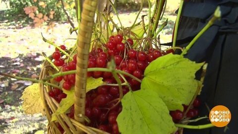 Калина красная. И вкусная! Доброе утро. Фрагмент выпуска от 22.10.2019