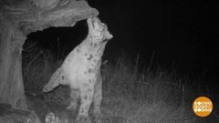 Снежные барсы и другие котики. Доброе утро. Фрагмент выпуска от 23.10.2019