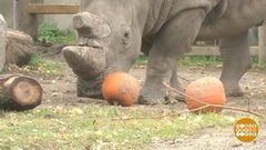 В мире. Тыквы для зверей. Доброе утро. Фрагмент выпуска от 28.10.2019