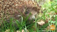 Какой будет зима? Доброе утро. Фрагмент выпуска от 01.11.2019