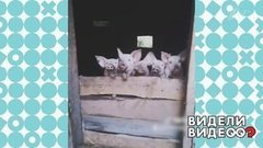 Поросячий батальон. Видели видео? Фрагмент выпуска от 03.11.2019