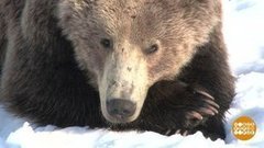 Спячка — дело тонкое. Доброе утро. Фрагмент выпуска от 06.11.2019