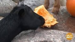 В мире. Тыквы для зверей. Доброе утро. Фрагмент выпуска от 07.11.2019