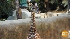 В мире. Юная жирафа. Доброе утро. Фрагмент выпуска от 07.11.2019