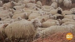 Куафюра для барана. Доброе утро. Фрагмент выпуска от 11.11.2019