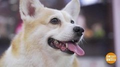 Линяем по-быстрому! Доброе утро. Фрагмент выпуска от 11.11.2019