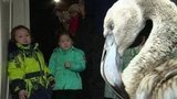 В Якутии на полностью замерзшем озере нашли фламинго