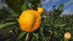 Мандариновое настроение. Доброе утро. Фрагмент выпуска от 13.11.2019