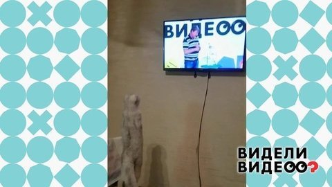 Кошка-телезритель. Видели видео? Фрагмент выпуска от 17.11.2019