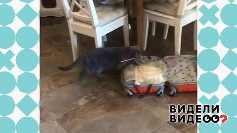 Кошка собирает чемодан. Видели видео? Фрагмент выпуска от 17.11.2019