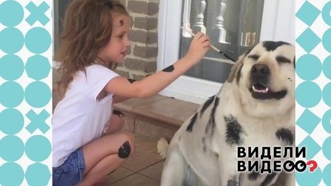 Как лабрадор стал далматинцем. Видели видео? Фрагмент выпуска от 17.11.2019
