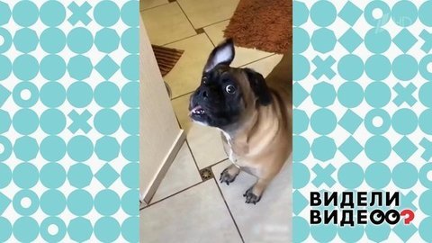 Прирожденные актеры. Видели видео? Фрагмент выпуска от 17.11.2019