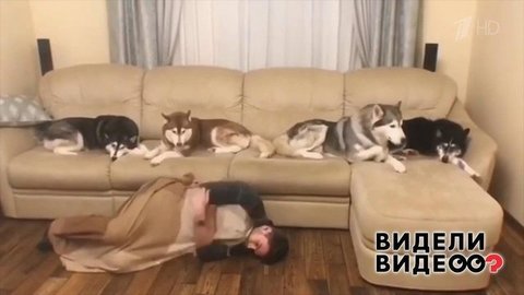 Хаски оккупировали диван. Видели видео? Фрагмент выпуска от 17.11.2019