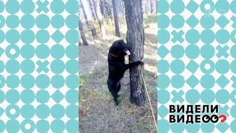 Собака, которая работает троллейбусом. Видели видео? Фрагмент выпуска от 17.11.2019