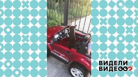Чихуахуа за рулем. Видели видео? Фрагмент выпуска от 17.11.2019