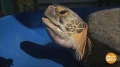 В мире. Вылечили раненую черепаху. Доброе утро. Фрагмент выпуска от 18.11.2019