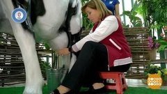 Арина Шарапова доит корову. Доброе утро. Фрагмент выпуска от 19.11.2019