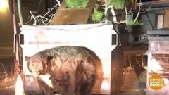 В мире. Полицейские помогли медведю. Доброе утро. Фрагмент выпуска от 19.11.2019