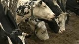 В Ярославской области оказывают помощь тем, кто решил переехать в сельскую местность и организовать свое дело