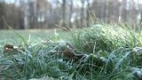 В европейскую часть России пришла обещанная синоптиками климатическая зима