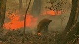 В Австралии местные жители спасеют от пожара коал