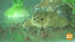 В мире. Глазастые лягушки. Доброе утро. Фрагмент выпуска от 20.11.2019