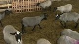 В Ярославской области действует программа поддержки начинающих фермеров