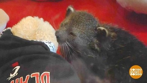В мире. Тропический медведь для команды из Цинциннати. Доброе утро. Фрагмент выпуска от 21.11.2019