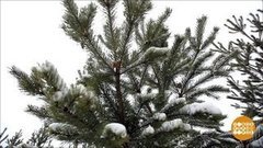 Здравствуйте, я ваша елочка! Доброе утро. Фрагмент выпуска от 22.11.2019