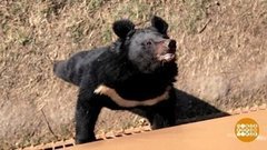 Подарки для гималайских мишек. Доброе утро. Фрагмент выпуска от 22.11.2019