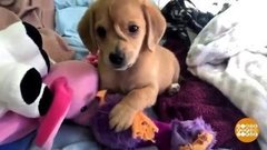 В мире. Щенок с двумя хвостиками. Доброе утро. Фрагмент выпуска от 25.11.2019