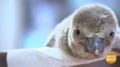 В мире. Пингвинчик — гордость зоопарка. Доброе утро. Фрагмент выпуска от 26.11.2019