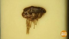 Обуть блоху: как тебе такое, Илон Маск?! Доброе утро. Фрагмент выпуска от 26.11.2019