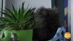 Как кошка с собакой! Доброе утро. Фрагмент выпуска от 29.11.2019