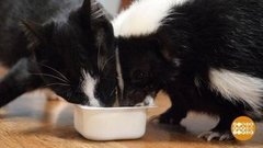 А у нас в квартире… скунс! Доброе утро. Суббота. Фрагмент выпуска от 30.11.2019