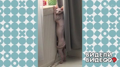Теплолюбивый сфинкс. Видели видео? Фрагмент выпуска от 01.12.2019