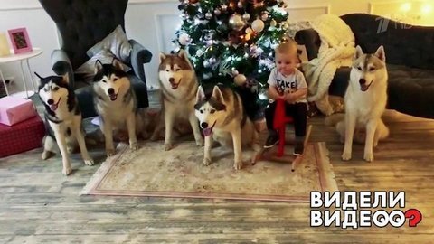 В собачьем царстве. Видели видео? Фрагмент выпуска от 01.12.2019