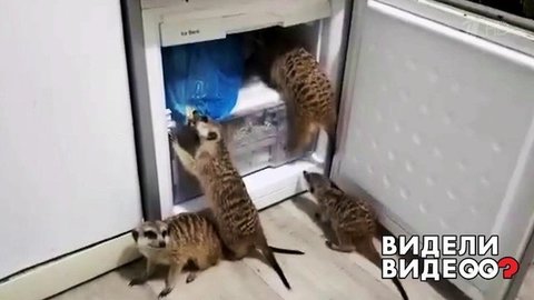 Дерзкое нападение сурикатов на холодильник. Видели видео? Фрагмент выпуска от 01.12.2019