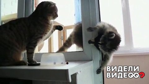 Енот с «лунной походкой». Видели видео? Фрагмент выпуска от 01.12.2019