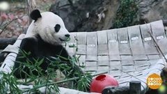 В мире. Возвращение панды в Китай. Доброе утро. Фрагмент выпуска от 02.12.2019