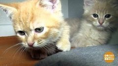 Сломаем «мимиметры»! Доброе утро. Фрагмент выпуска от 02.12.2019